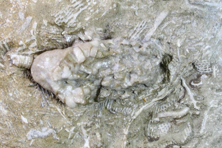 Fossil Crinoid (Cyathocrinites) - Keokuk Formation, Missouri #157202